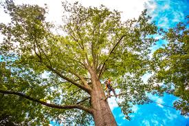 Best Tree Mulching  in Lakeview, CA