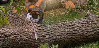  Lakeview, CA Tree Care Pros