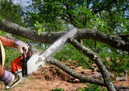 Best Tree Removal  in Lakeview, CA