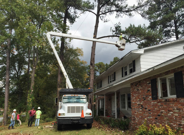 Best Tree Preservation Services  in Lakeview, CA