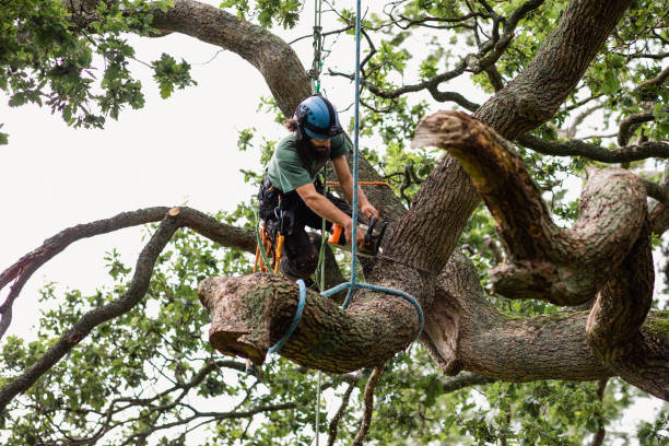 Best Arborist Consultation Services  in Lakeview, CA
