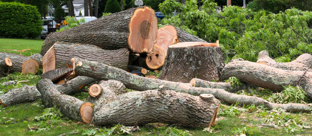 Reliable Lakeview, CA Tree Care Solutions