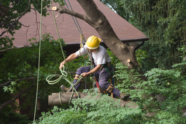 Best Aeration Services  in Lakeview, CA