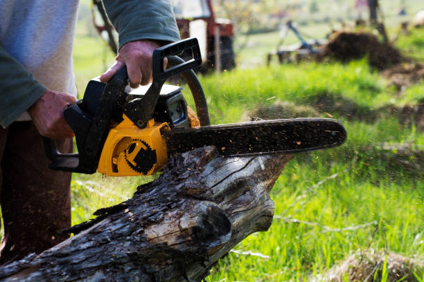 Best Grass Overseeding  in Lakeview, CA