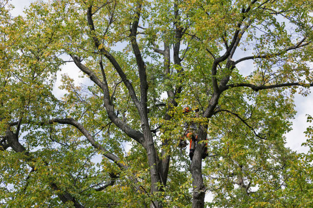 Best Tree Health Inspection  in Lakeview, CA